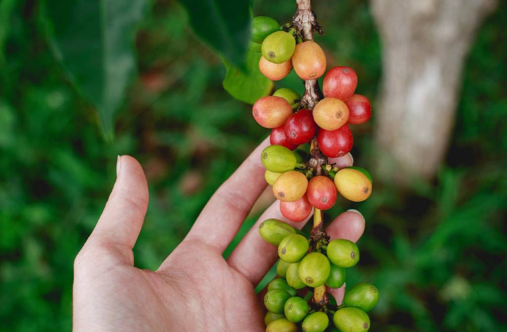The Unbelievable Journey of Coffee