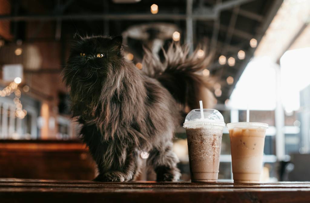 Brewing Up a Storm in the Pet-Friendly Cafe Scene
