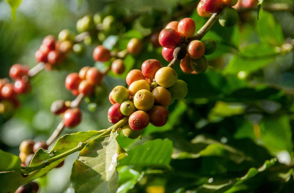 The Future of Sustainable and Ethical Coffee in 2024