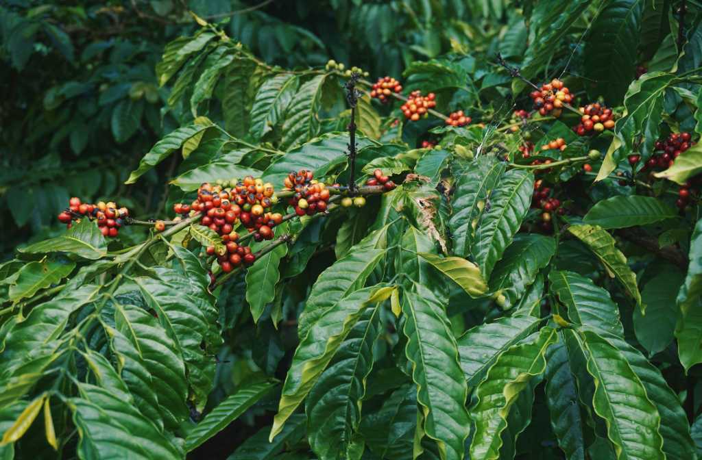 Robusta vs. Arabica Coffee - Which Packs a Caffeine Punch