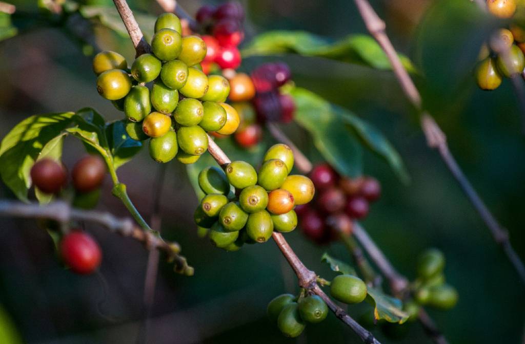 Exploring the Fruity Flavors of Arabica Coffee